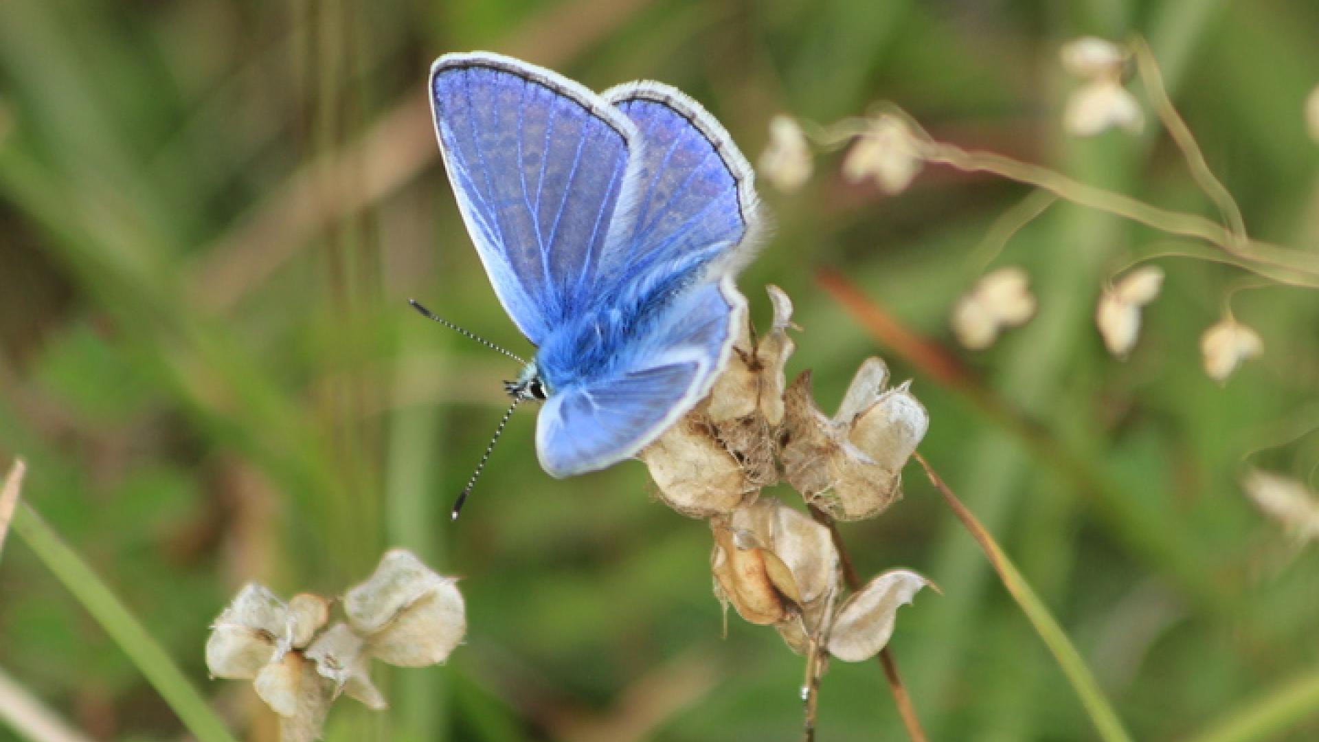 News-Billiboard-d9-butterfly-Andrew-Bladon-720 x 1080