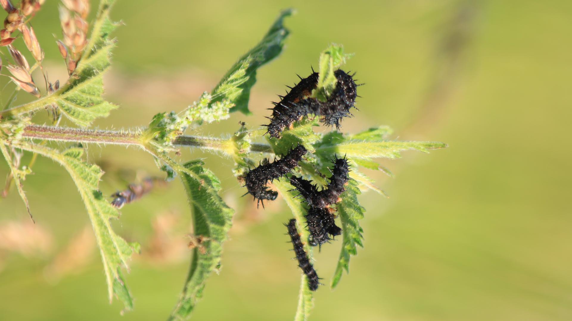 Work-Packages-Tile-d9-Peacock-caterpillars-Andrew-Bladon-3456 x 5184.jpeg