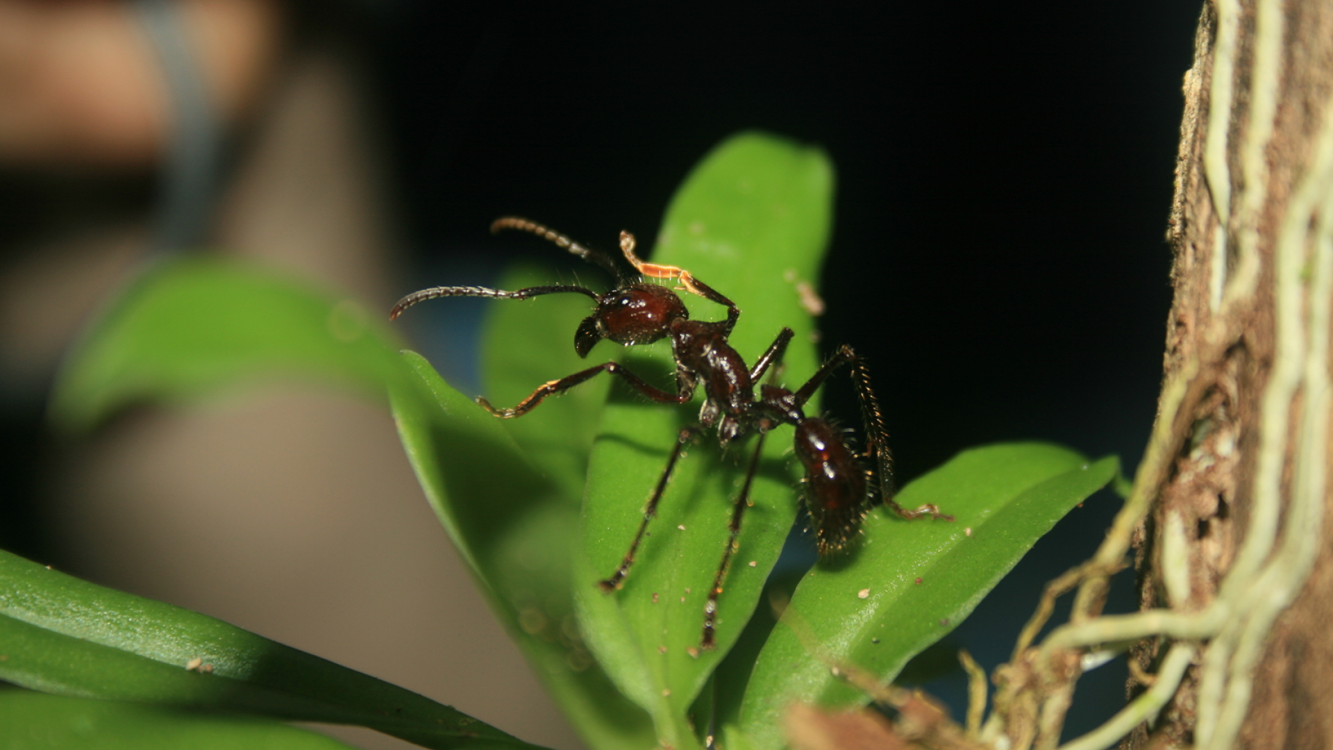 Work-Packages_Billiboard-d9-ant-Andrew-Bladon-1620x1080.png