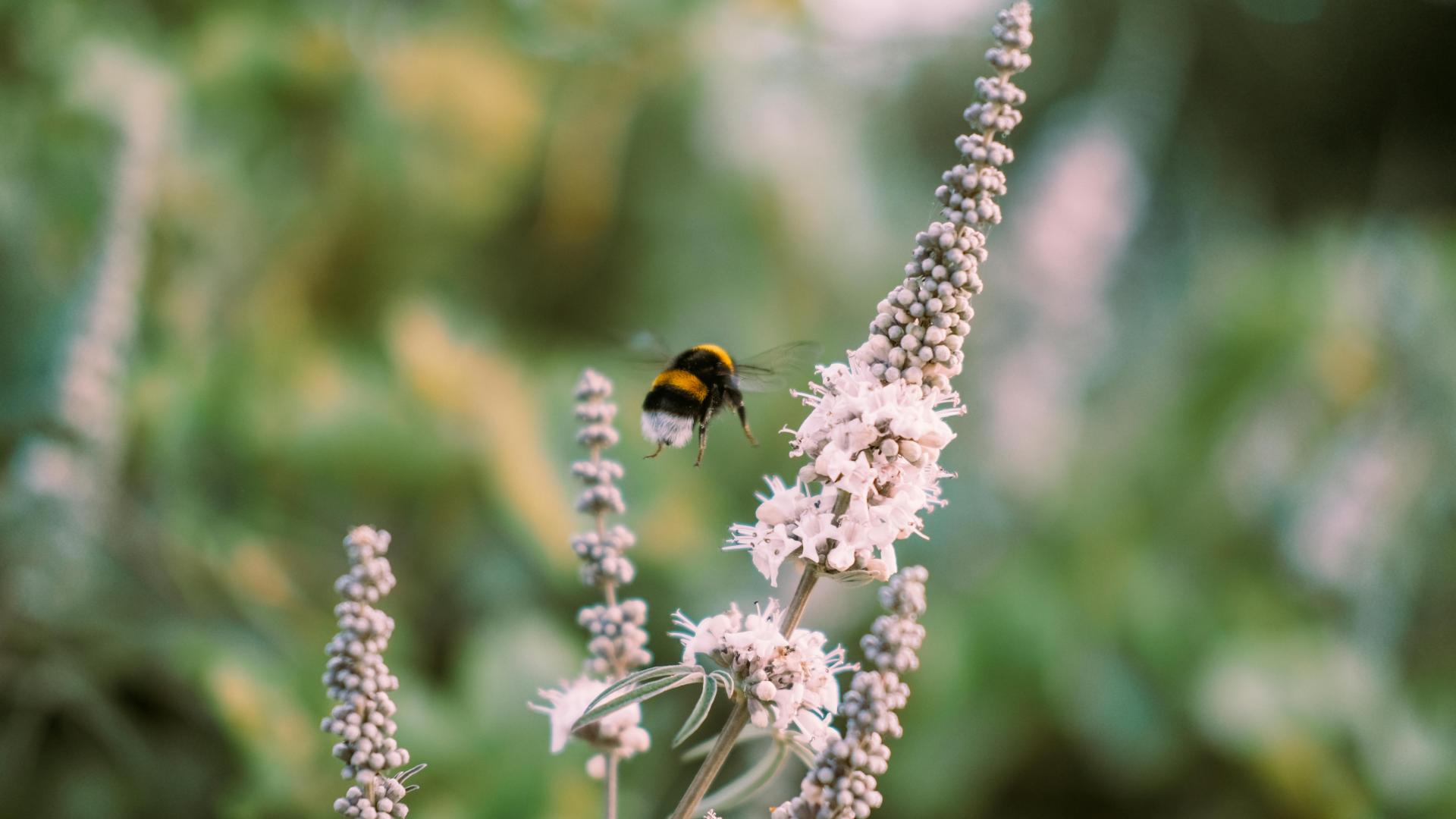 bee