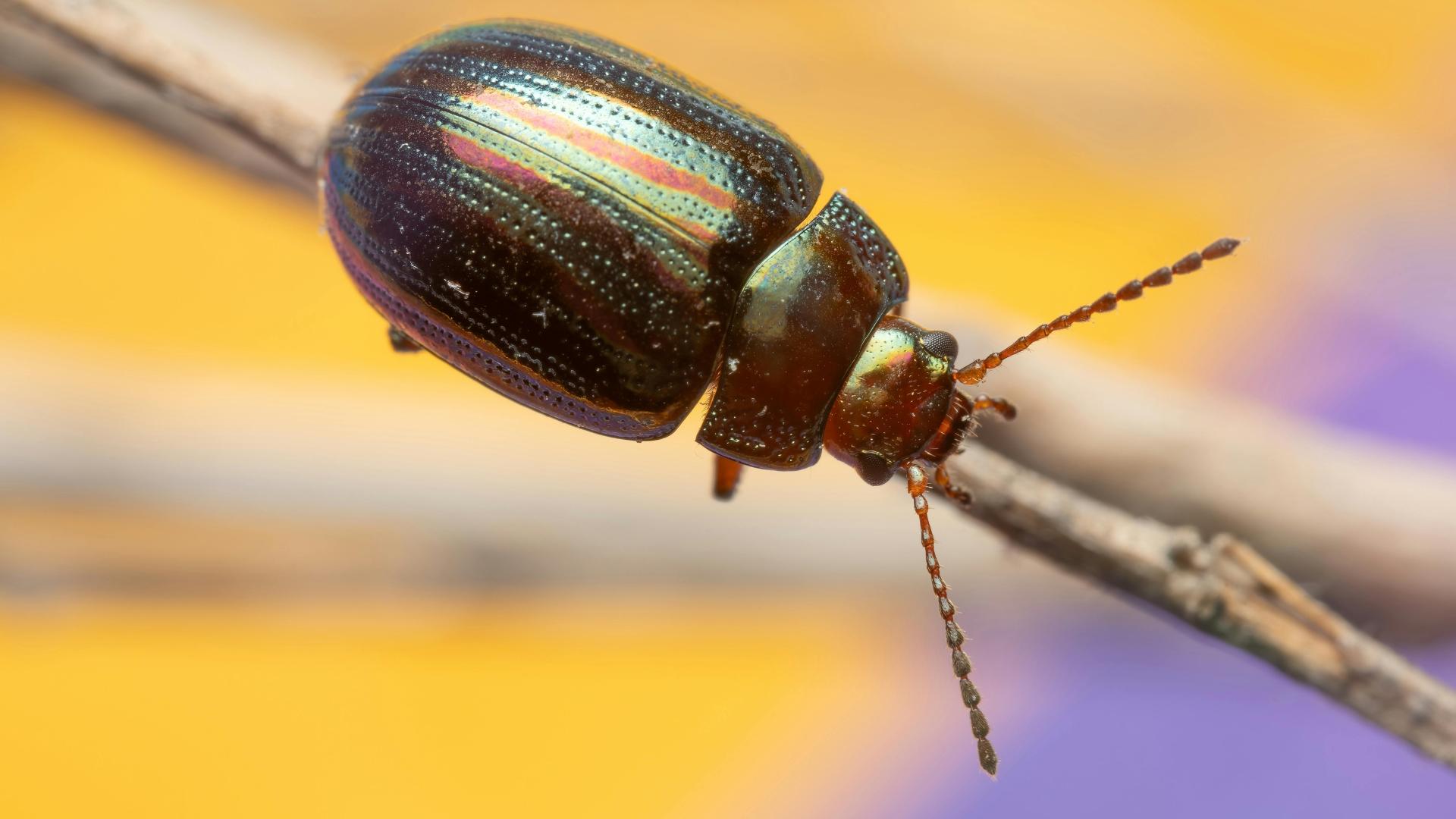 Placeholder stock photo of a beetle