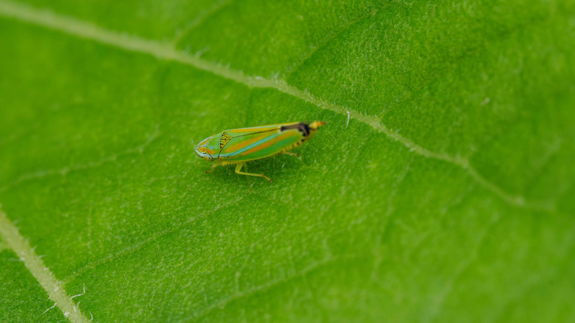 bug