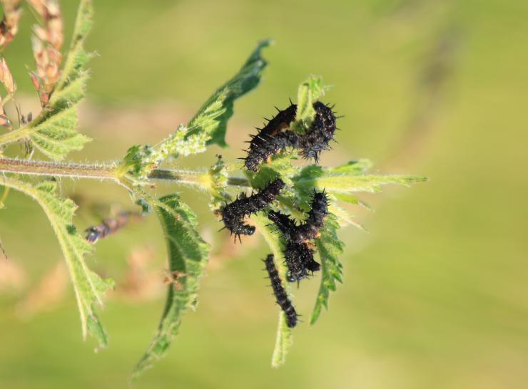 Work-Packages-Tile-d9-Peacock-caterpillars-Andrew-Bladon-3456 x 5184