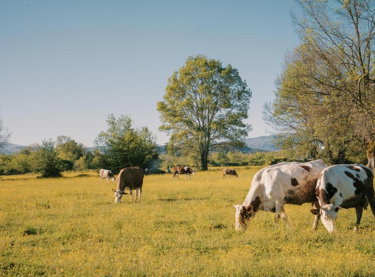 cow