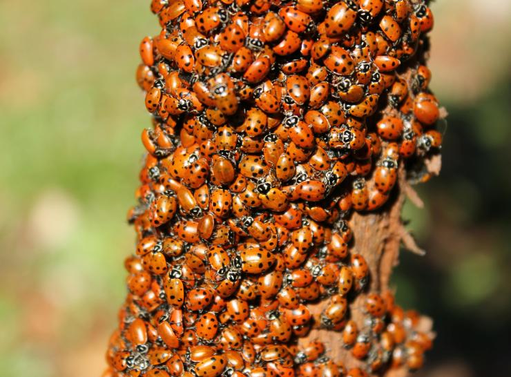 lady bug