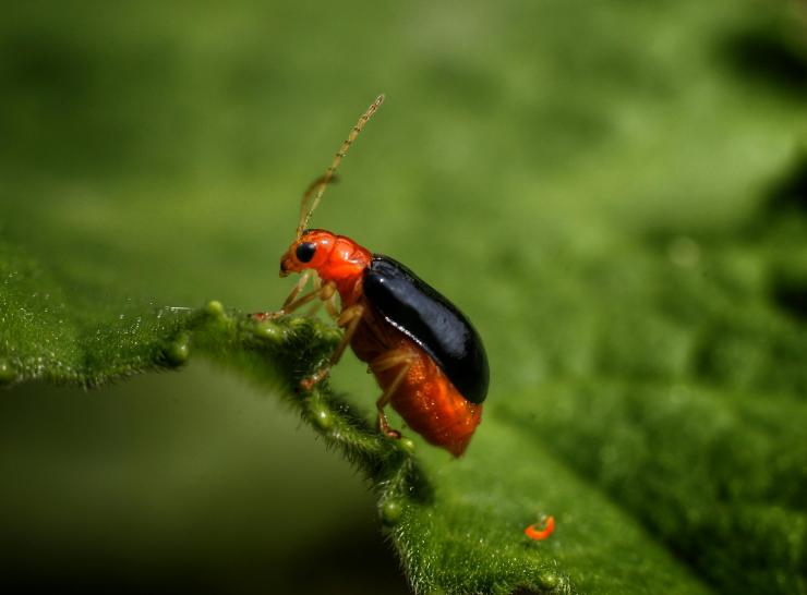 insect
