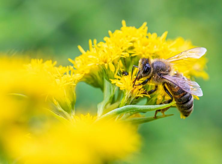 bee
