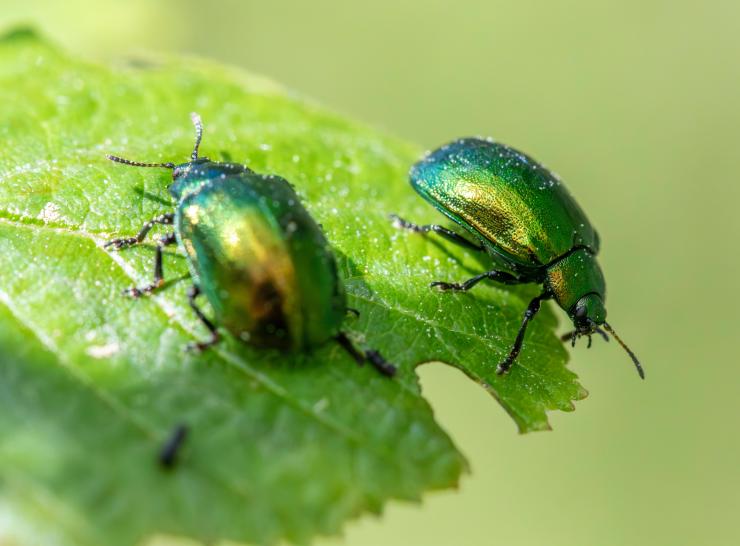 insect